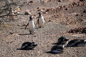 Punta Tombo: mató a más de 90 pingüinos y, con una topadora, aplastó 140 nidos (Fuente: Arnaldo Pampillon)