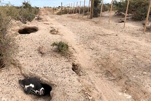 Masacre de pingüinos en Punta Tombo: el Ministerio de Ambiente hará una denuncia penal contra el dueño del campo (Fuente: El Chubut)
