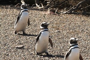 Masacre de pingüinos en Punta Tombo: qué dijo el abogado del dueño del campo (Fuente: Leandro Teysseire)