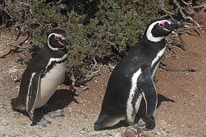 El dramático saldo de la masacre de pingüinos en Punta Tombo: aplastaron al menos 292 pichones