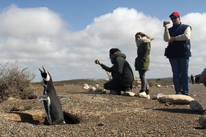 Punta Tombo: cómo es la reserva natural en la que se masacró a los pingüinos (Fuente: Leandro Teysseire)