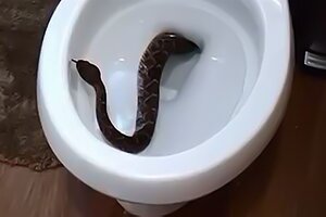 Una serpiente mordió a un hombre sentado en un inodoro y le tuvieron que hacer un injerto de ingle
