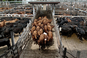 La ganadería explica una quinta parte de la emisión de gases de Argentina.