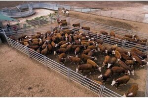 Sacrificaron más de la mitad del ganado vacuno secuestrado por el Senasa