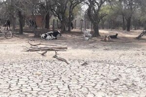 No es calor, es desmonte: el vínculo de la deforestación con el cambio climático