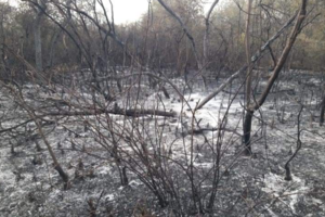 Un incendio en Rivadavia Banda Sur quemó más de 5 mil hectáreas 