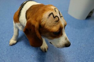 Al menos 38 cachorros Beagle utilizados en experimentos podrían ser sacrificados en Barcelona (Fuente: Cruelty Free international)
