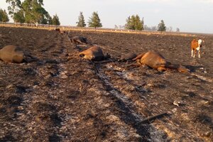 Las desoladoras imágenes de Corrientes bajo fuego