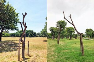 CABA: denuncian que murieron más del 60 por ciento de los nuevos árboles plantados por el GCBA en Costanera Sur y el Parque 3 de Febrero