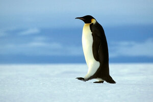Advierten que el cambio climático podría disminuir las colonias del pingüino "emperador" 