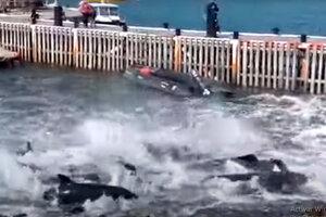 Decenas de toninas quedaron varadas en la bahía de Ushuaia