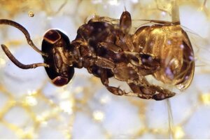 Descubrieron nuevos ejemplares ya extintos de abejas sin aguijón fosilizadas en un árbol   (Fuente: Instituto de Investigación Senckenberg)
