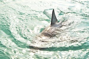 Conmoción en Australia: un nadador fue devorado por un tiburón blanco