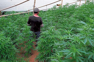 Colombia autorizó el uso industrial de cannabis (Fuente: AFP)