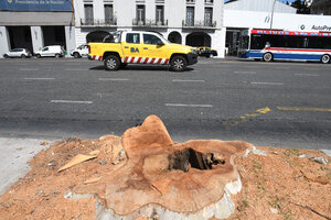 Denuncian que el Gobierno porteño taló 70 árboles en la obra del Metrobus del Bajo (Fuente: Télam)