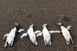 Chubut: hallan pingüinos muertos con signos de haber sido ahorcados con sogas (Fuente: Télam)