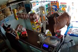Córdoba: dos caballos entraron a un almacen y se comieron todos cañoncitos de dulce de leche