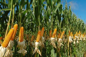 Siembra record de maíz