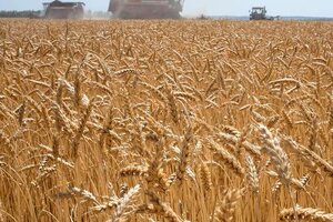 Crean fideicomiso para evitar la volatilidad del precio del trigo