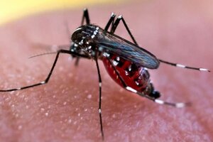 Confirmaron 8 casos de dengue en el Norte