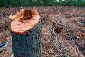 Deforestación: otras nueve provincias firmaron el convenio del programa Fondo Verde del Clima