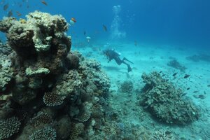 La Unesco va al rescate de los arrecifes coralinos