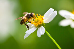 Las abejas cumplen un rol indispensable para la vida humana.