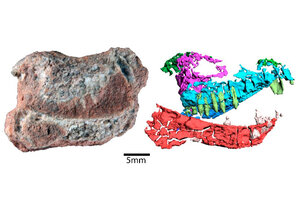 Investigadores del Conicet hallaron restos de un antepasado de los mamíferos (Fuente: CONICET)