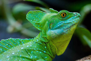El 20% de los reptiles se encuentran en "peligro de extinción"