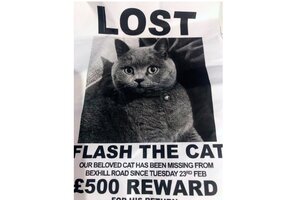 La increíble historia del secuestro de Flash The Cat