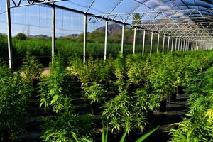 La Rioja ya tiene 16 proyectos para el desarrollo industrial de cannabis  