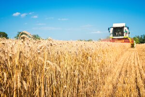El trigo resistente a la sequía fue aprobado en Australia, Nueva Zelanda, China, Colombia y Brasil. Fue desarrollado por el Conicet y la empresa Bioceres. Foto: aleksandarlittlewolf 