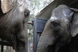 Las elefantas Pocha y Guillermina llegaron a Brasil para el último tramo de su travesía