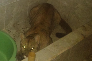 Un puma apareció en el techo de una casa de la ciudad de Salta  