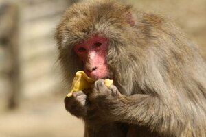 Viruela del mono: un llamado a no alarmar a la población