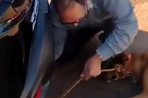 Misiones: detienen a un hombre por arrastrar a su perro con el auto