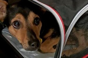 El perro "Coco" será vacunado y quedará en cuarentena durante 10 días en el Aeropuerto de Ezeiza
