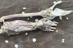 Horror en Mar de Ajó: encontraron restos humanos mientras pescaban