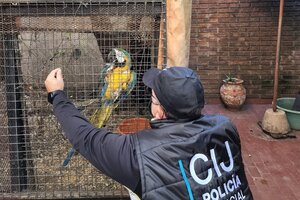 Clausuran criadero ilegal de aves y rescatan 24 ejemplares de fauna silvestre en el barrio porteño de Monte Castro