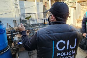 Rescatan más de 120 aves autóctonas en peligro de extinción en el barrio porteño de Villa Devoto