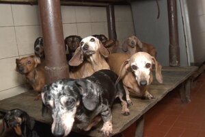 Caballito: rescataron a 55 perros salchicha que eran maltratados en un criadero ilegal