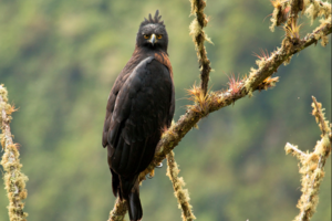 Águila Poma: una poderosa rapaz en peligro de extinción