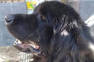 Maltrato animal: declararon culpable al joven que mató a patadas a un perro en Río Negro