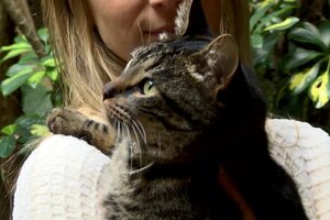 Catsitters, la nueva tendencia para cuidar de los gatos cuando sus dueños no están