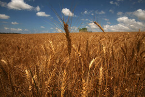 El impacto económico del trigo HB4 (Fuente: AFP)