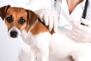 La perturbadora historia del "vampiro" de perros, el falso veterinario español que vendía sangre de animales