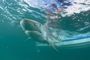Los tiburones raras veces atacan a los bañistas que nadan dentro de los espacios autorizados para ello en el mar Rojo. Foto: EFE/Imagen ilustrativa.