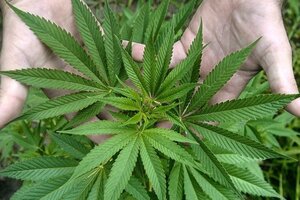Presentaron el  Observatorio de Cannabis en el Congreso