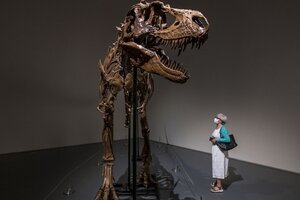 Subastan en Nueva York el esqueleto de un dinosaurio de hace 76 millones de años