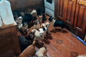 Desbaratan otro criadero ilegal: tenían 133 perros de raza chihuahua en condiciones deplorables